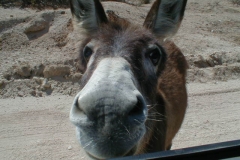 Cabo San Lucas Interior 1999 Cabo San Lucas Interior 1999